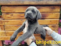 Irk Garantili Cane Corsa Yavrularımız 3