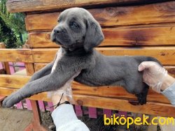 Irk Garantili Cane Corsa Yavrularımız 5