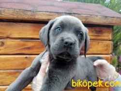 Irk Garantili Cane Corsa Yavrularımız 2