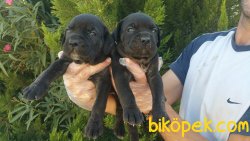 Irk Garantili Cane Corsa Yavrularımız 1