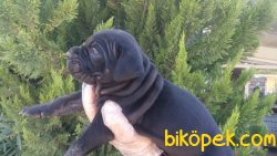 Irk Garantili Cane Corsa Yavrularımız 2