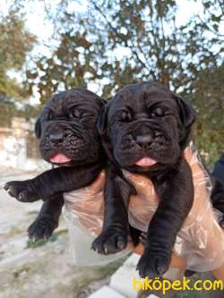 Irk Garantili Cane Corso Yavrular 3