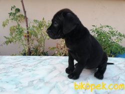 Irk Garantili Cane Corso Yavrulari 3