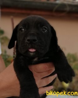 Irk Garantili Cane Corso Yavrulari 1