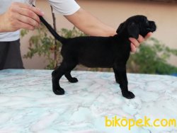 Irk Garantili Cane Corso Yavrulari 4