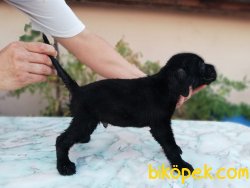 Irk Garantili Cane Corso Yavrulari 2