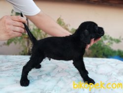Irk Garantili Cane Corso Yavrulari 5