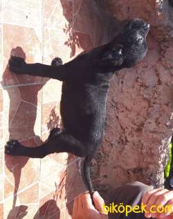 Irk Garantili Cane Corso Yavruları 2
