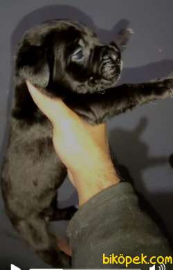 Irk Garantili Cane Corso Yavruları 1