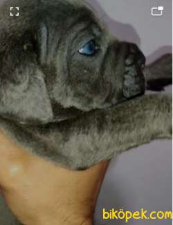 Irk Garantili Cane Corso Yavruları 3