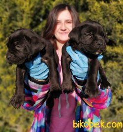 Irk Garantili Cane Corso Yavrularımız 4