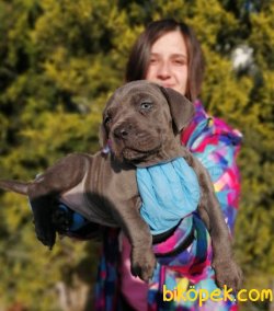 Irk Garantili Cane Corso Yavrularımız 1