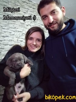 Irk Garantili Cane Corso Yavrularımız 2