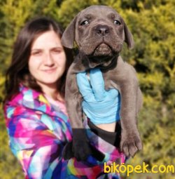 Irk Garantili Cane Corso Yavrularımız 3