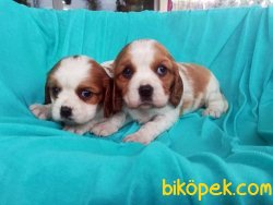 Irk Garantili Cavalier King Charles Yavruları 1