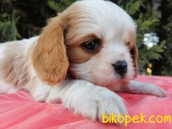 Irk Garantili Cavalier King Charles Yavrularımız 3