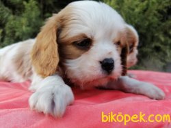 Irk Garantili Cavalier King Charles Yavrularımız 1