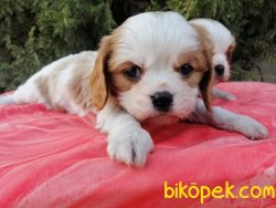 Irk Garantili Cavalier King Charles Yavrularımız 4