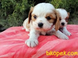 Irk Garantili Cavalier King Charles Yavrularımız 2