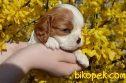 Yeni Yuvalarını Bekleyen Cavalier King Charles Yavrulrımız 3