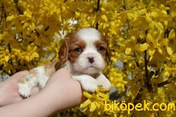 Yeni Yuvalarını Bekleyen Cavalier King Charles Yavrulrımız 2