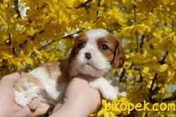 Yeni Yuvalarını Bekleyen Cavalier King Charles Yavrulrımız 1