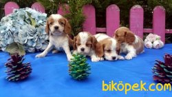 Irk Garantili Cavalier King Yavrularımız 1