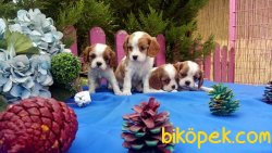 Irk Garantili Cavalier King Yavrularımız 3