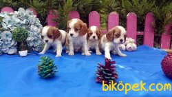 Irk Garantili Cavalier King Yavrularımız 2