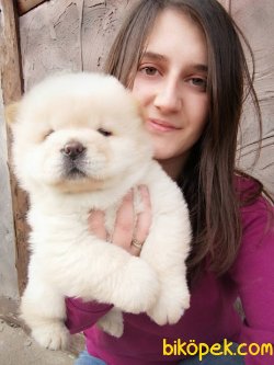Irk Garantili Chow Chow Çin Aslanı Yavrularım 2