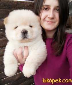 Irk Garantili Chow Chow Çin Aslanı Yavrularım 1