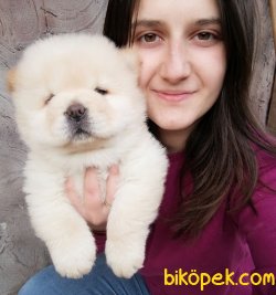 Irk Garantili Chow Chow Çin Aslanı Yavrularım 3