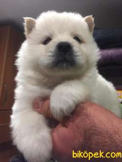 Irk Garantili Chow Chow Yavrular 1