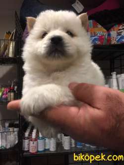 Irk Garantili Chow Chow Yavrular 2