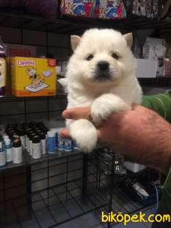 Irk Garantili Chow Chow Yavrular 3