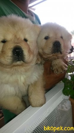 Irk Garantili Chow Chow Yavrularımız 1