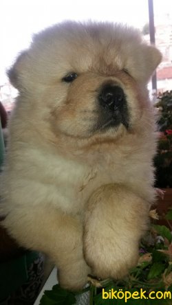 Irk Garantili Chow Chow Yavrularımız 2