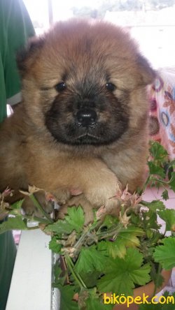 Irk Garantili Chow Chow Yavrularımız 3