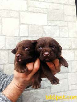 Irk Garantili Çikolata Renk Labrador Yavrular 5
