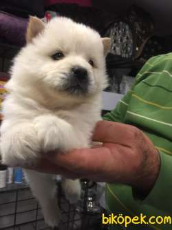 Irk Garantili Çin Aslanı ( Chow Chow ) Yavrular 3