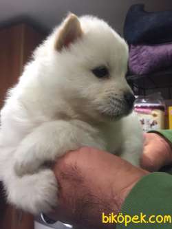 Irk Garantili Çin Aslanı ( Chow Chow ) Yavrular 2