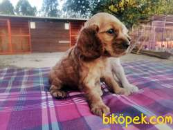 IRK GARANTİLİ COCKER YAVRULARI 2