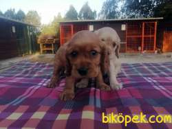IRK GARANTİLİ COCKER YAVRULARI 5