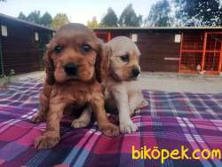 IRK GARANTİLİ COCKER YAVRULARI 3