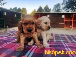IRK GARANTİLİ COCKER YAVRULARI 4