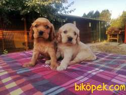 IRK GARANTİLİ COCKER YAVRULARI 1