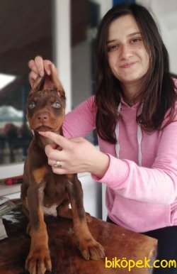 Irk Garantili Doberman Yavrularımız 3