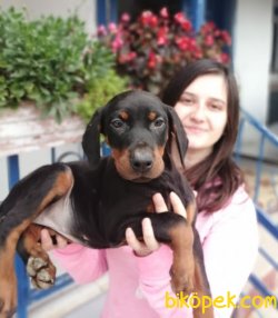 Irk Garantili Doberman Yavrularımız 2