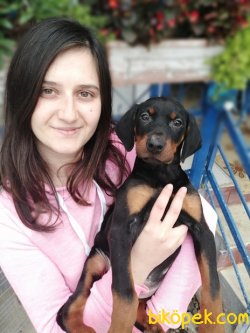 Irk Garantili Doberman Yavrularımız 1