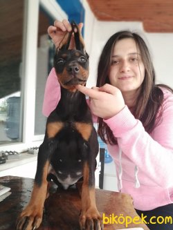 Irk Garantili Doberman Yavrularımız 4